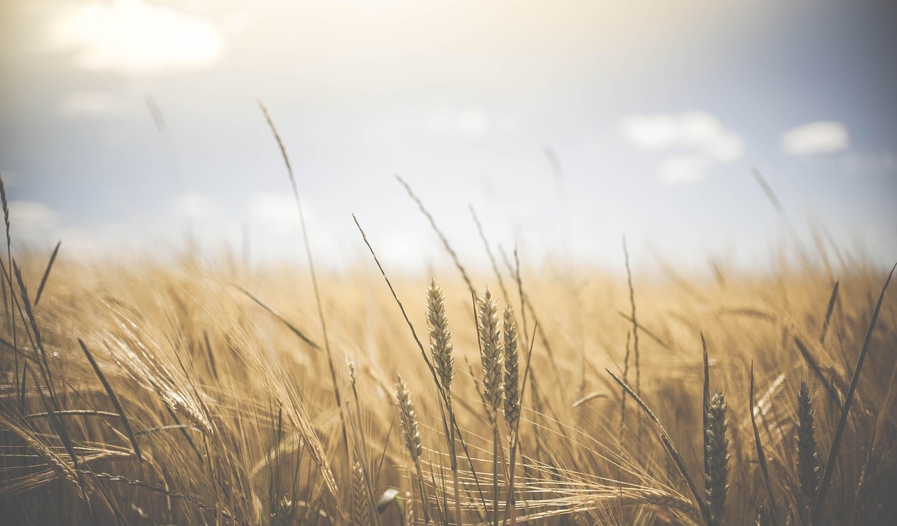 Mini-Course: Food as Frequency: Energetic Nutrition for Everyday Life